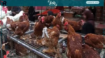 سعر الفراخ في المنوفية اليوم 23-10-2025 يوضح التغيرات السوقية